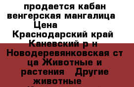 продается кабан венгерская мангалица › Цена ­ 25 000 - Краснодарский край, Каневский р-н, Новодеревянковская ст-ца Животные и растения » Другие животные   . Краснодарский край